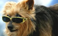 /album/galleria-foto-yorkshire-terrier/images-30-jpg/